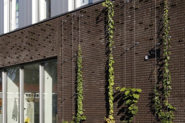 klimplanten-klimmen-langs-staaldraden-omhoog-langs-gevels